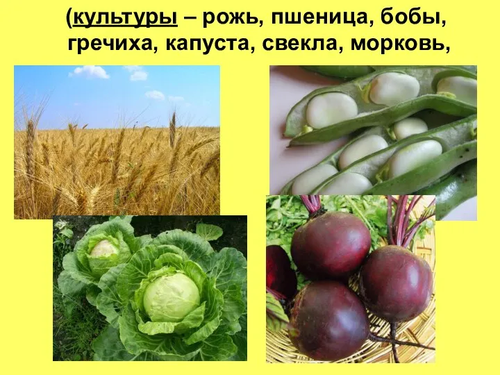 (культуры – рожь, пшеница, бобы, гречиха, капуста, свекла, морковь,