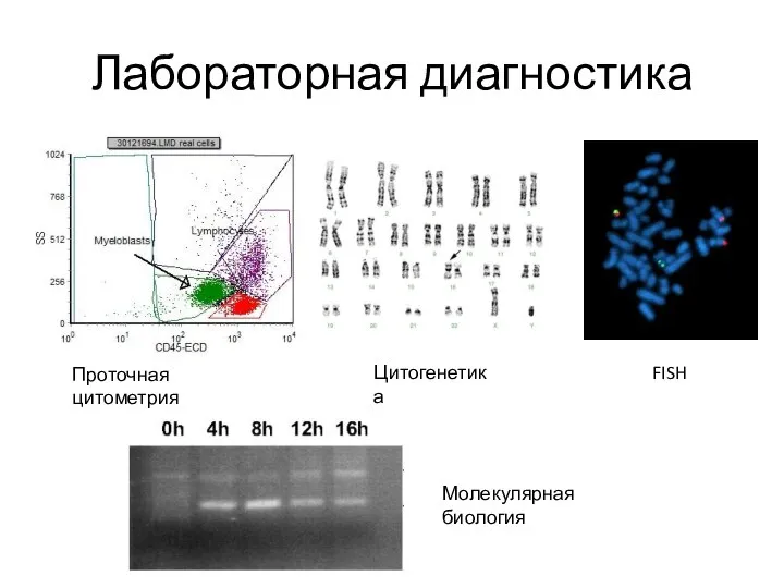 Лабораторная диагностика Проточная цитометрия Цитогенетика FISH Молекулярная биология