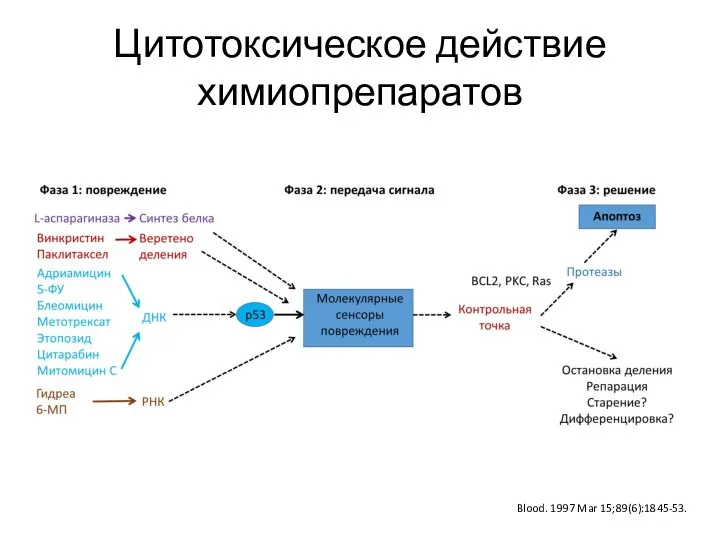 Цитотоксическое действие химиопрепаратов Blood. 1997 Mar 15;89(6):1845-53.