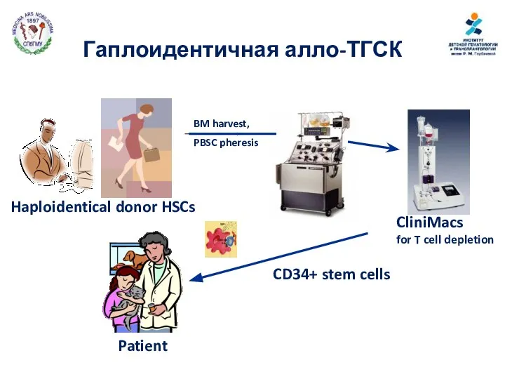 Гаплоидентичная алло-ТГСК BM harvest, PBSC pheresis CD34+ stem cells Haploidentical donor HSCs