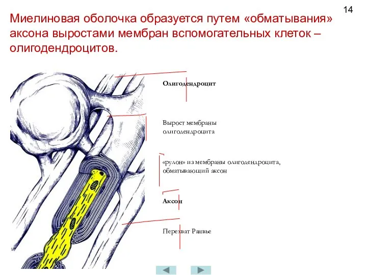 Миелиновая оболочка образуется путем «обматывания» аксона выростами мембран вспомогательных клеток – олигодендроцитов.