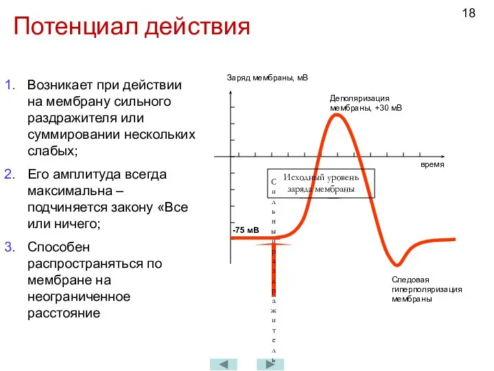 Потенциал действия Возникает при действии на мембрану сильного раздражителя или суммировании нескольких