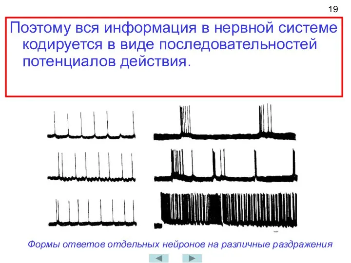 Формы ответов отдельных нейронов на различные раздражения Поэтому вся информация в нервной