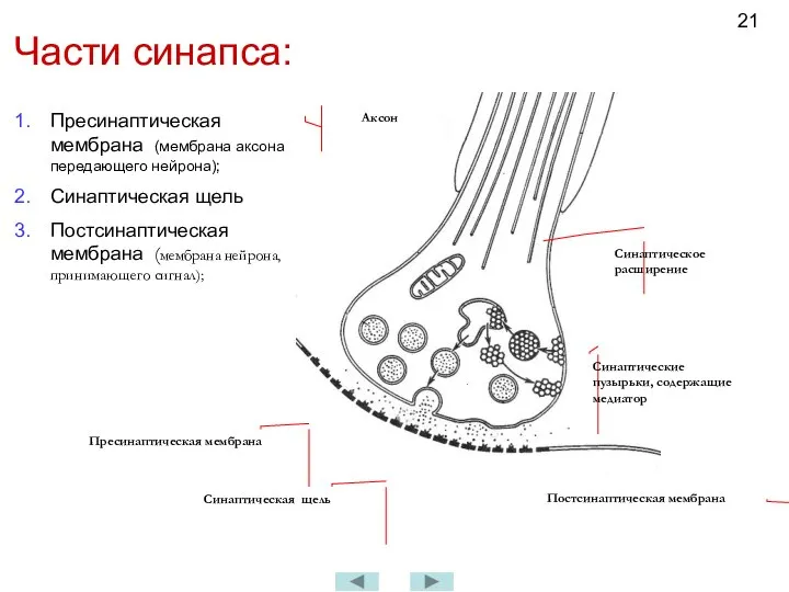 Части синапса: Пресинаптическая мембрана (мембрана аксона передающего нейрона); Синаптическая щель Постсинаптическая мембрана