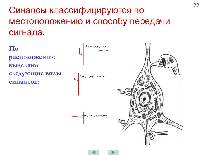 Синапсы классифицируются по местоположению и способу передачи сигнала. Аксо-дендрити-ческие Аксо-сомати-ческие Аксо-аксональные По