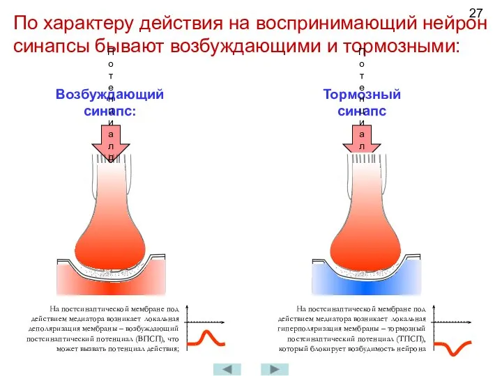 По характеру действия на воспринимающий нейрон синапсы бывают возбуждающими и тормозными: Возбуждающий