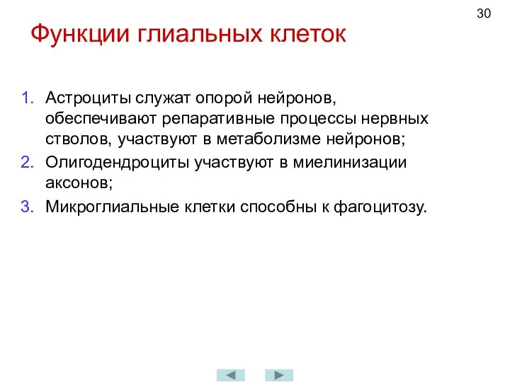 Функции глиальных клеток Астроциты служат опорой нейронов, обеспечивают репаративные процессы нервных стволов,