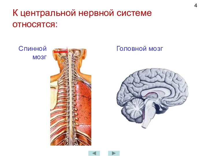 К центральной нервной системе относятся: Спинной мозг Головной мозг