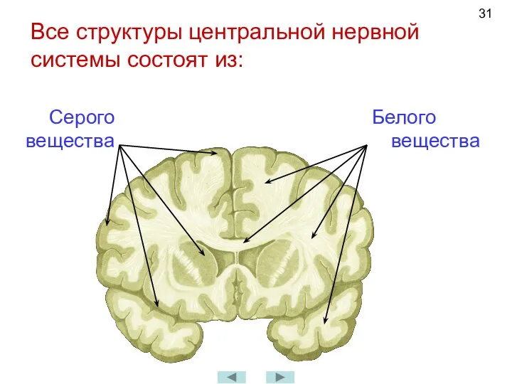 Все структуры центральной нервной системы состоят из: Белого вещества Серого вещества