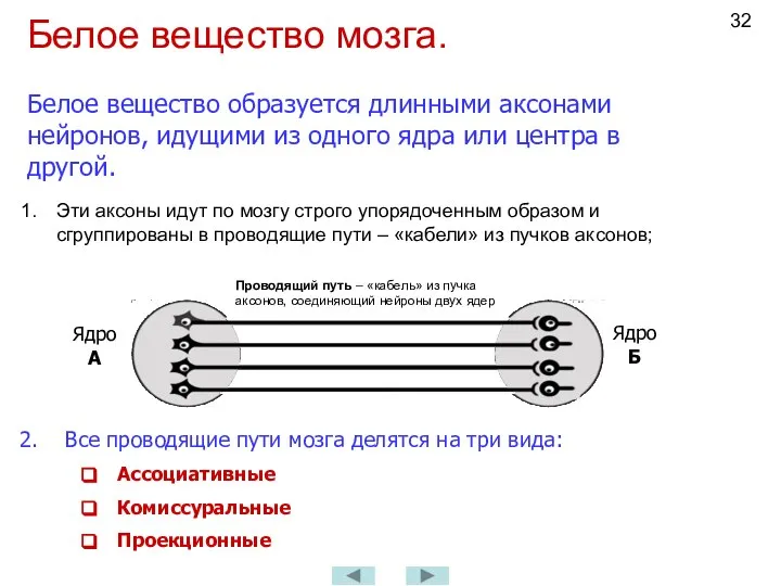 Белое вещество мозга. Эти аксоны идут по мозгу строго упорядоченным образом и