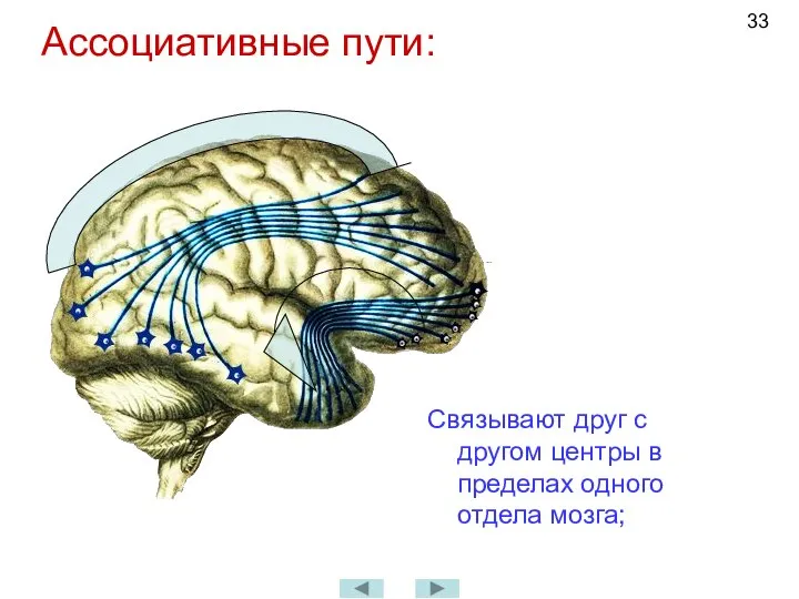 Ассоциативные пути: Связывают друг с другом центры в пределах одного отдела мозга;