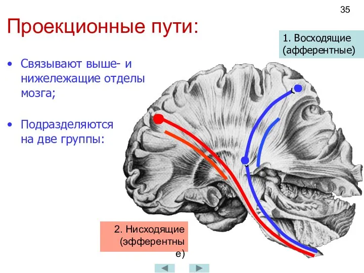 Проекционные пути: 2. Нисходящие (эфферентные) Связывают выше- и нижележащие отделы мозга; Подразделяются