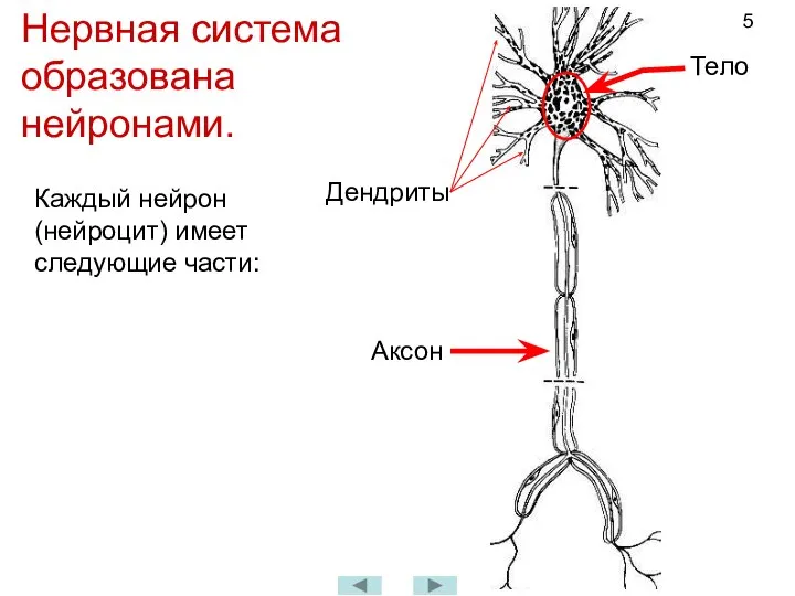 Нервная система образована нейронами. Каждый нейрон (нейроцит) имеет следующие части: Тело Дендриты Аксон