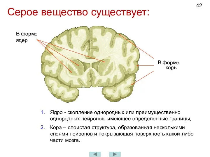 Серое вещество существует: В форме коры Ядро - скопление однородных или преимущественно