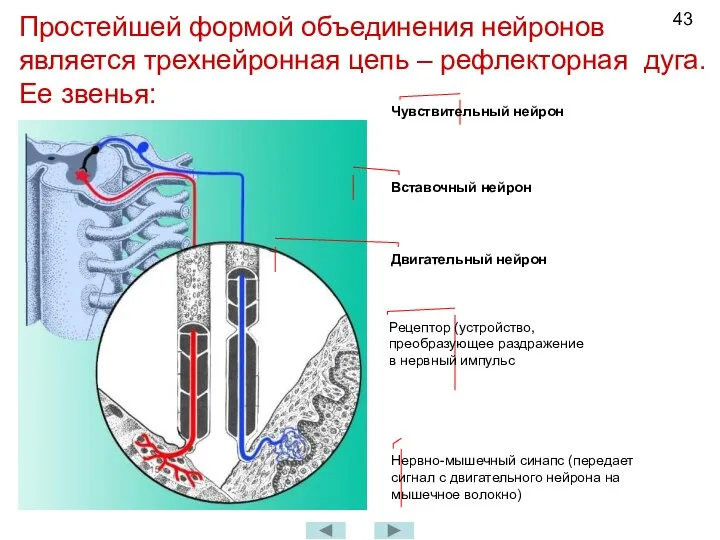 Простейшей формой объединения нейронов является трехнейронная цепь – рефлекторная дуга. Ее звенья: