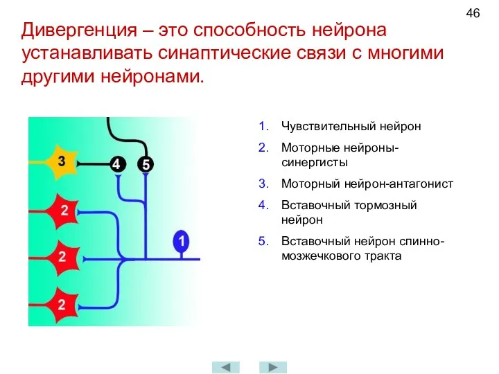 Дивергенция – это способность нейрона устанавливать синаптические связи с многими другими нейронами.