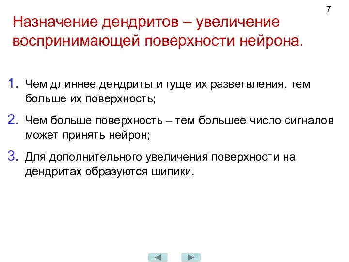 Назначение дендритов – увеличение воспринимающей поверхности нейрона. Чем длиннее дендриты и гуще