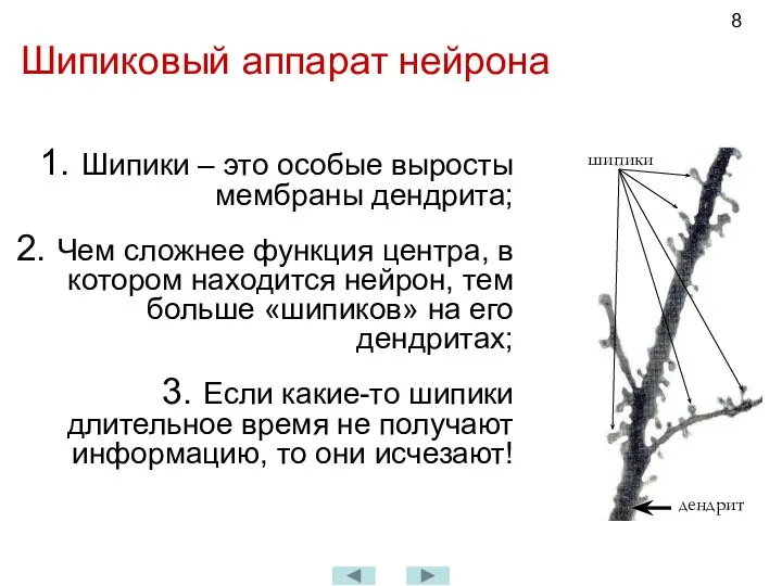 Шипиковый аппарат нейрона Шипики – это особые выросты мембраны дендрита; Чем сложнее