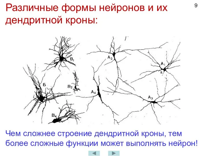 Различные формы нейронов и их дендритной кроны: Чем сложнее строение дендритной кроны,