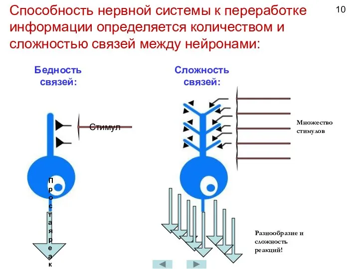 Способность нервной системы к переработке информации определяется количеством и сложностью связей между