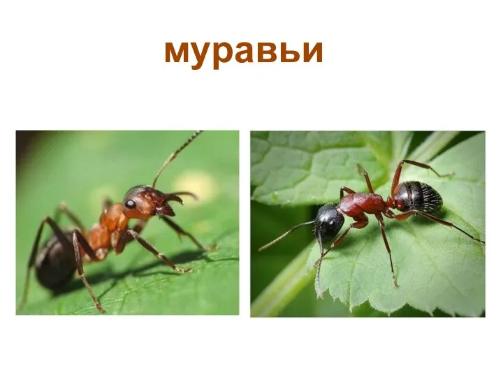 муравьи