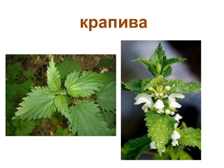 крапива