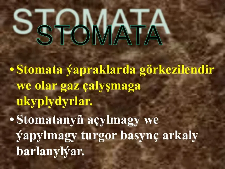 Stomata ýapraklarda görkezilendir we olar gaz çalyşmaga ukyplydyrlar. Stomatanyñ açylmagy we ýapylmagy