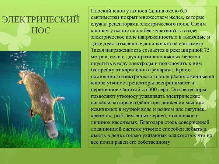 ЭЛЕКТРИЧЕСКИЙ НОС Плоский клюв утконоса (длина около 6,5 сантиметра) покрыт множеством желез,