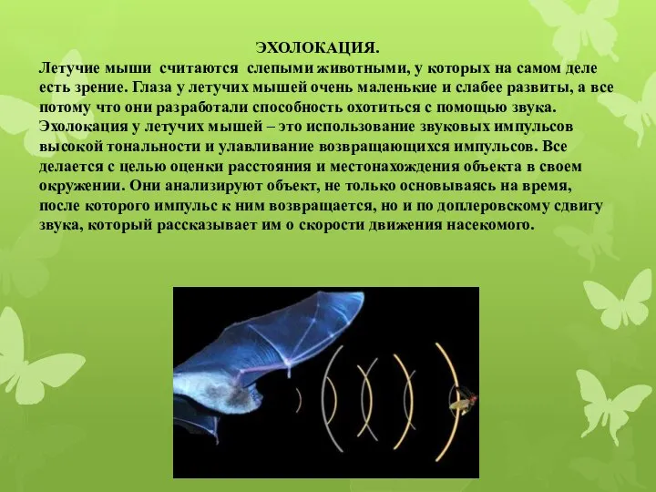 ЭХОЛОКАЦИЯ. Летучие мыши считаются слепыми животными, у которых на самом деле есть