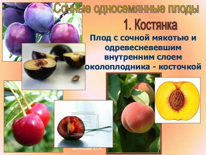 Бочкова И.А. Сочные односемянные плоды 1. Костянка Плод с сочной мякотью и