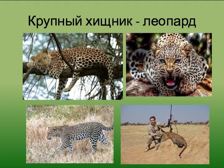 Крупный хищник - леопард