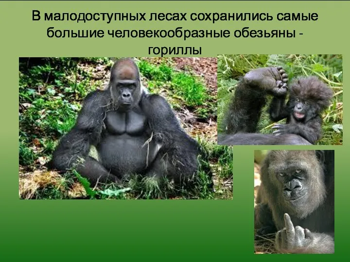 В малодоступных лесах сохранились самые большие человекообразные обезьяны - гориллы