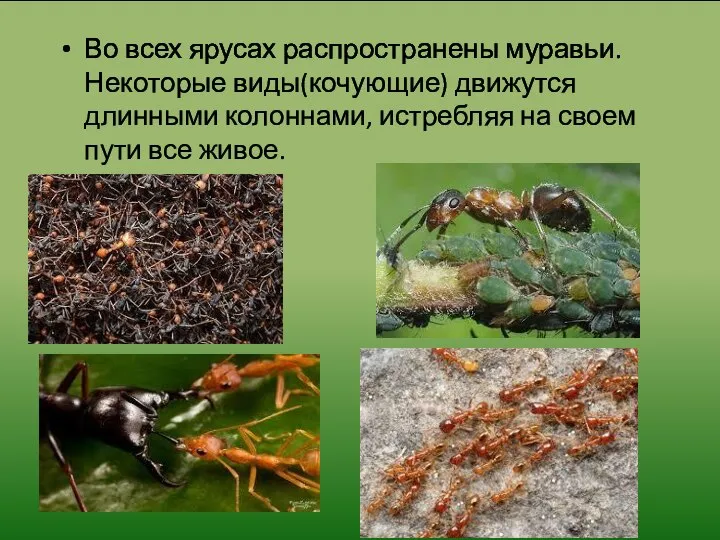 Во всех ярусах распространены муравьи. Некоторые виды(кочующие) движутся длинными колоннами, истребляя на своем пути все живое.