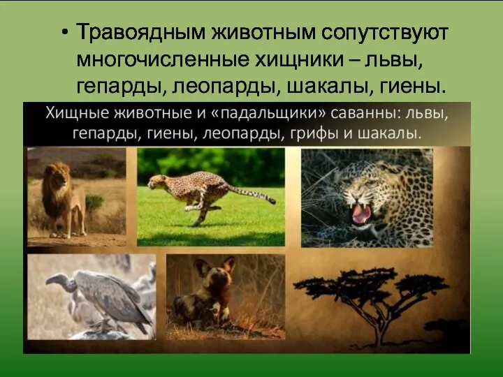 Травоядным животным сопутствуют многочисленные хищники – львы, гепарды, леопарды, шакалы, гиены.