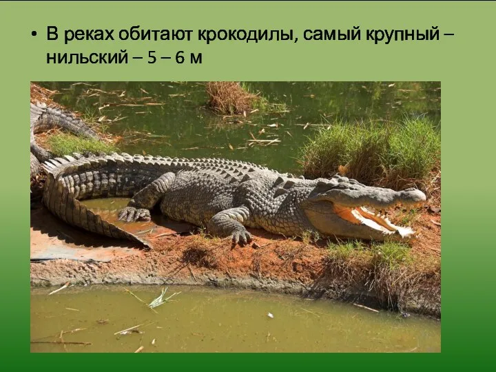 В реках обитают крокодилы, самый крупный – нильский – 5 – 6 м