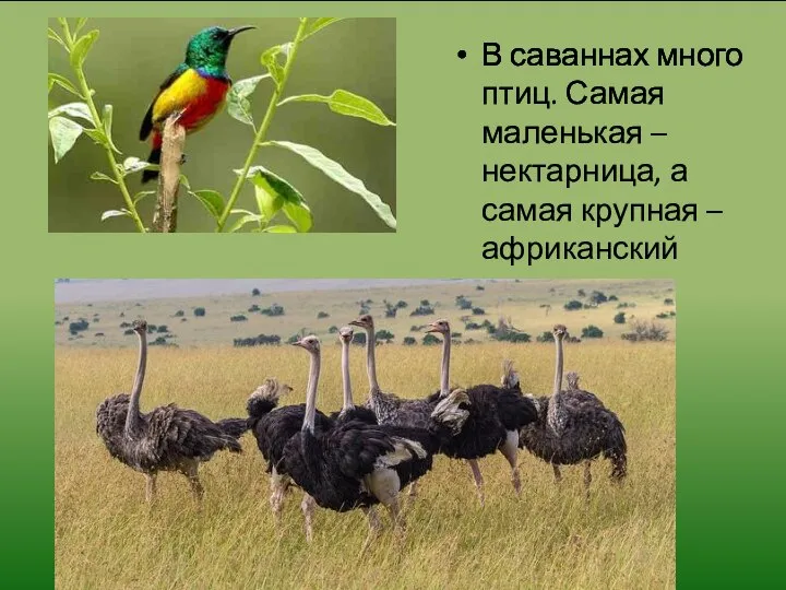 В саваннах много птиц. Самая маленькая – нектарница, а самая крупная – африканский страус