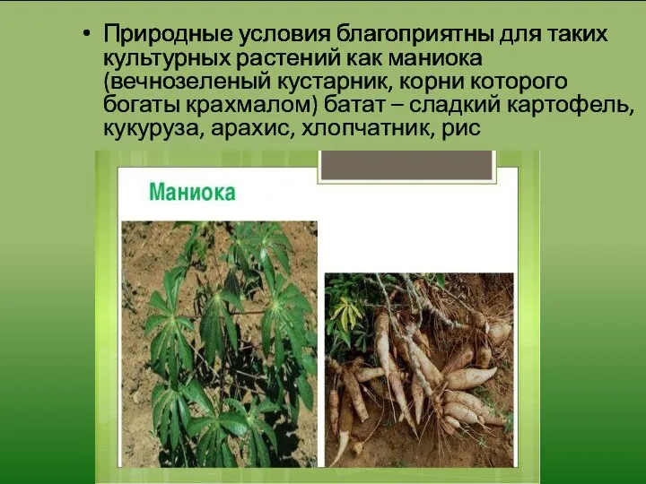Природные условия благоприятны для таких культурных растений как маниока (вечнозеленый кустарник, корни