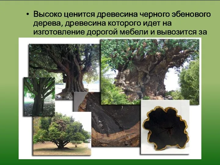 Высоко ценится древесина черного эбенового дерева, древесина которого идет на изготовление дорогой