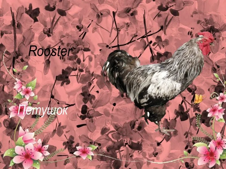 Rooster Петушок