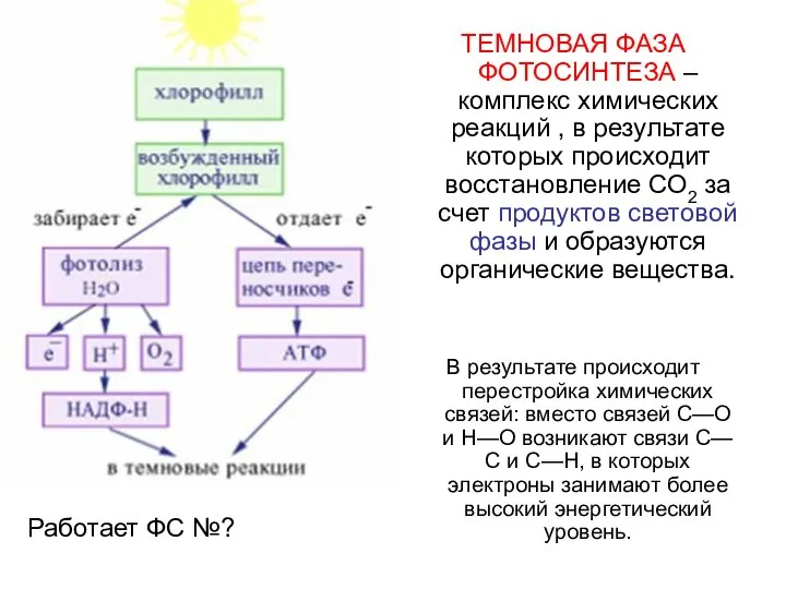 Работает ФС №? ТЕМНОВАЯ ФАЗА ФОТОСИНТЕЗА – комплекс химических реакций , в