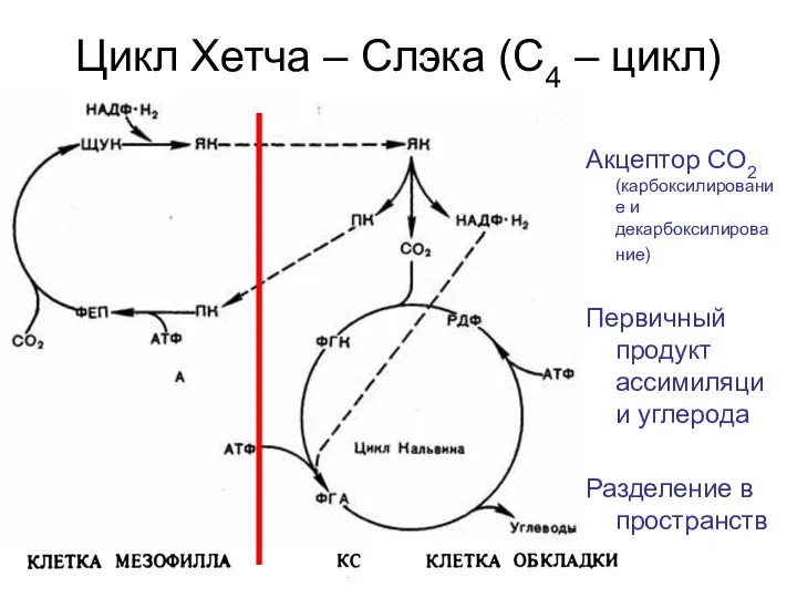 Цикл Хетча – Слэка (С4 – цикл) Акцептор СО2 (карбоксилирование и декарбоксилирование)