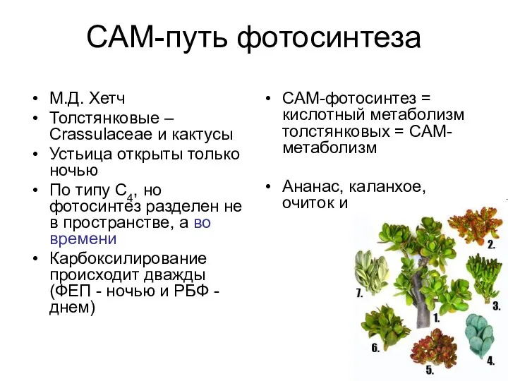 САМ-путь фотосинтеза М.Д. Хетч Толстянковые – Crassulaceae и кактусы Устьица открыты только
