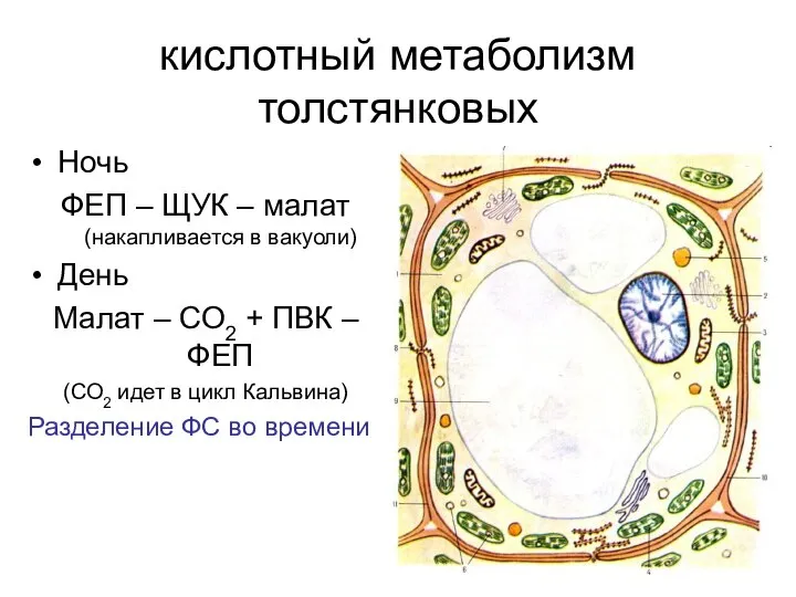 кислотный метаболизм толстянковых Ночь ФЕП – ЩУК – малат (накапливается в вакуоли)