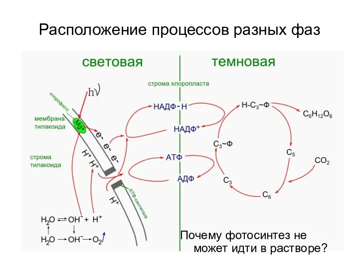 Расположение процессов разных фаз Почему фотосинтез не может идти в растворе?