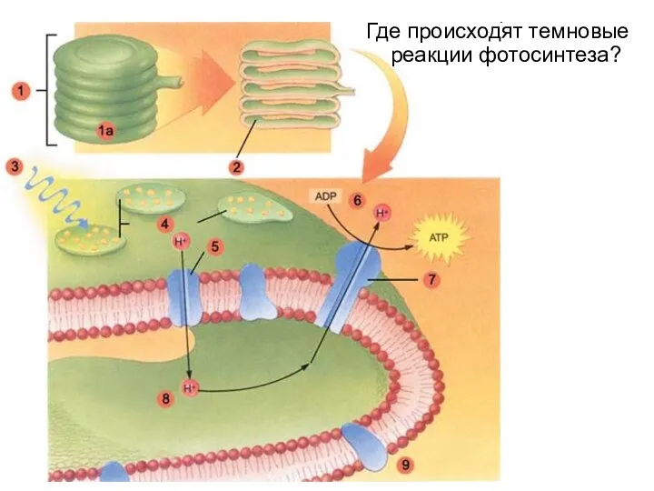 Где происходят темновые реакции фотосинтеза?