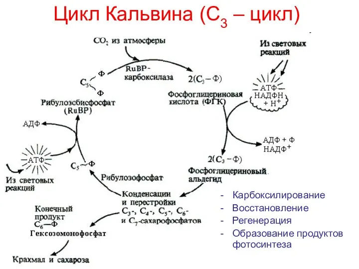 Цикл Кальвина (С3 – цикл) Карбоксилирование Восстановление Регенерация Образование продуктов фотосинтеза