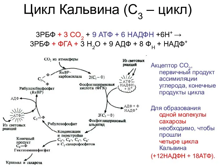 Цикл Кальвина (С3 – цикл) 3РБФ + 3 СО2 + 9 АТФ