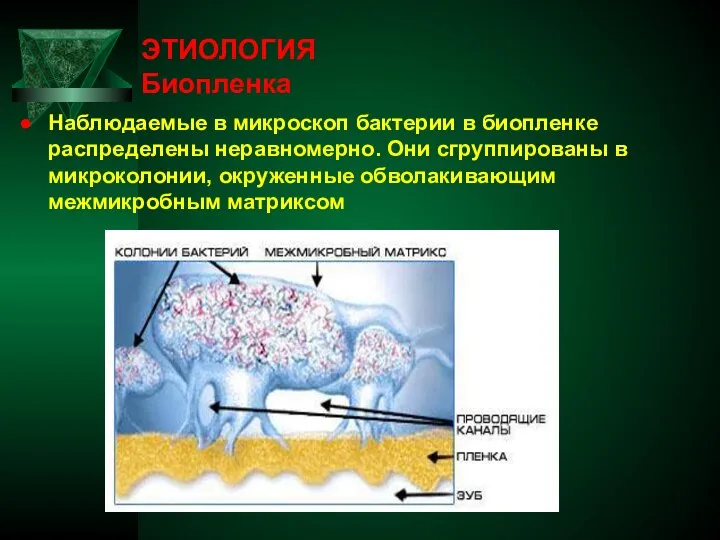 ЭТИОЛОГИЯ Биопленка Наблюдаемые в микроскоп бактерии в биопленке распределены неравномерно. Они сгруппированы