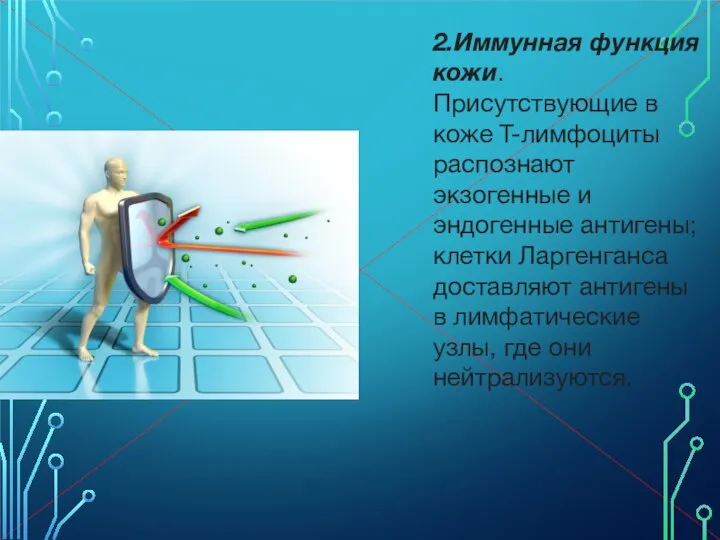 2.Иммунная функция кожи. Присутствующие в коже Т-лимфоциты распознают экзогенные и эндогенные антигены;