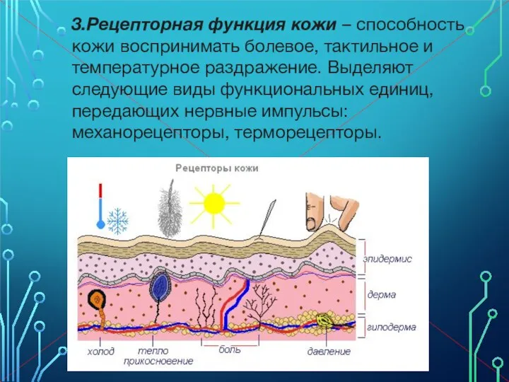 3.Рецепторная функция кожи – способность кожи воспринимать болевое, тактильное и температурное раздражение.